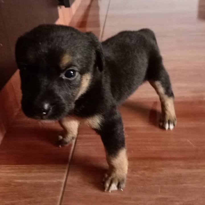 Adopción Perritas Responsables y Amorosas en Pereira 