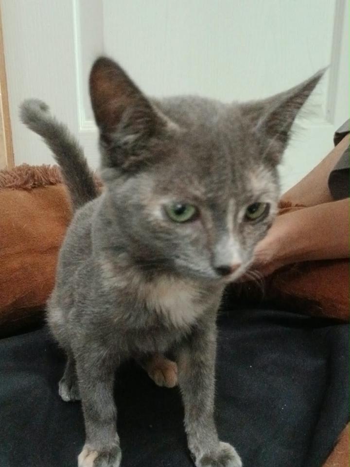Gatita Sakura en adopción en Pereira, Risaralda 
