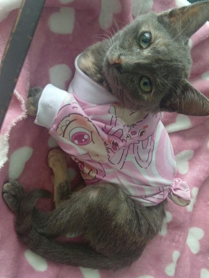 Gata en adopción en Pereira, Risaralda 