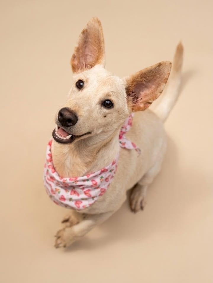 Adopta a Jamaica: Cachorra blanca, juguetona y cariñosa busca hogar 