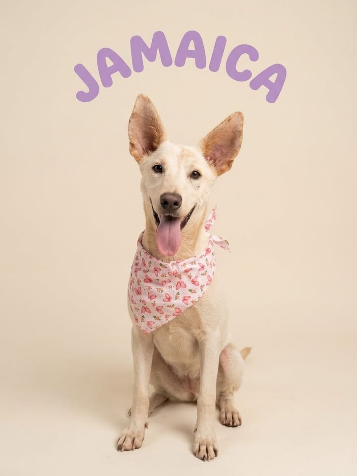 Adopta a Jamaica: Cachorra blanca, juguetona y cariñosa busca hogar 