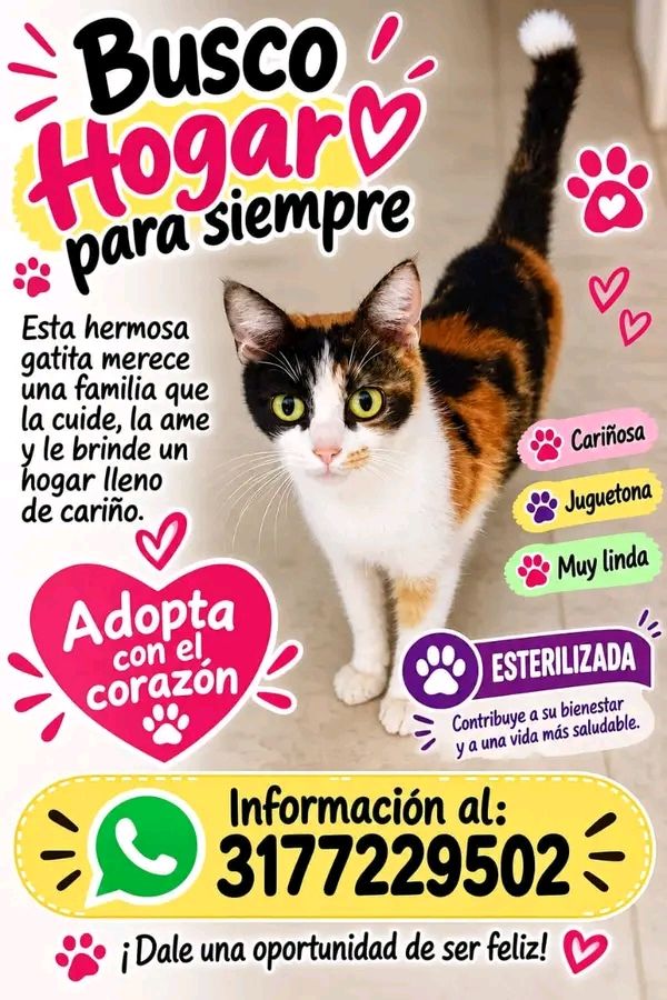 Gatita Calico Busca Hogar 