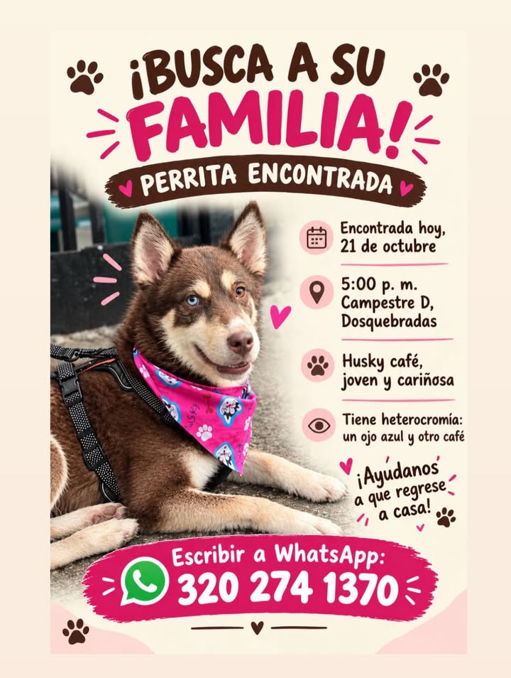 Perro Huski encontrada en Pereira 