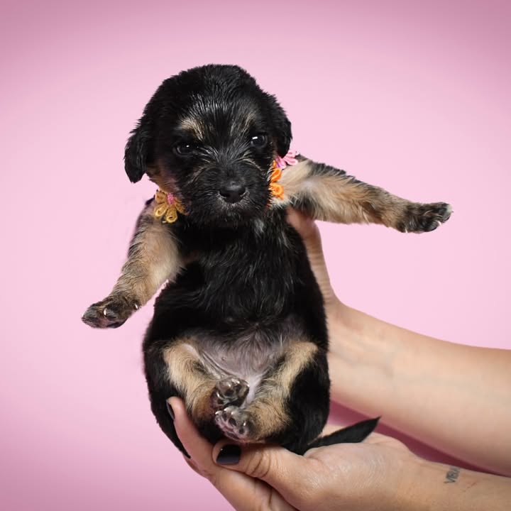Adopción de cachorros de 1 mes en Bogotá 