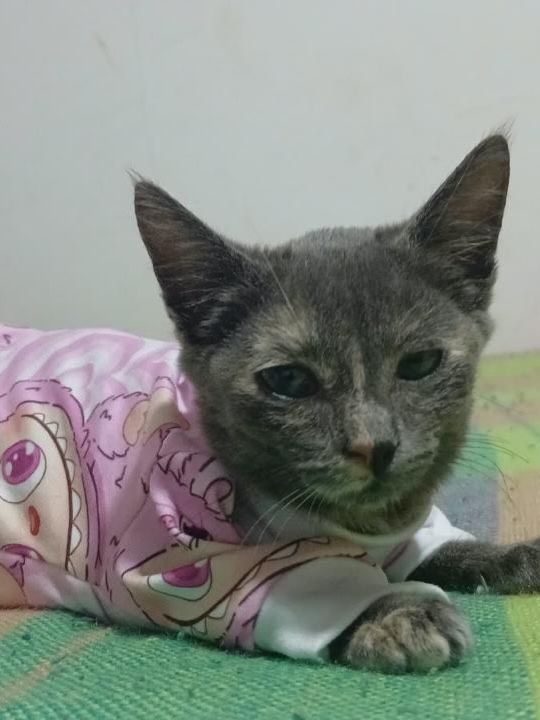 Gata en adopción en Pereira, Risaralda 