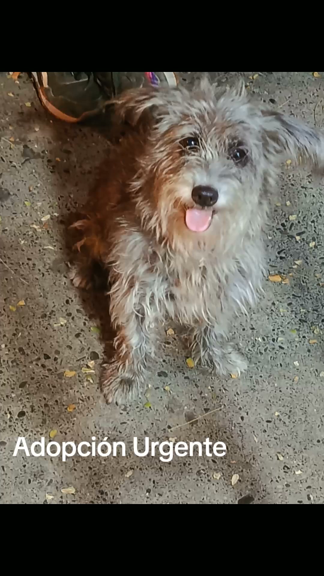 Adopción Urgente Perritas Tuluá Valle 
