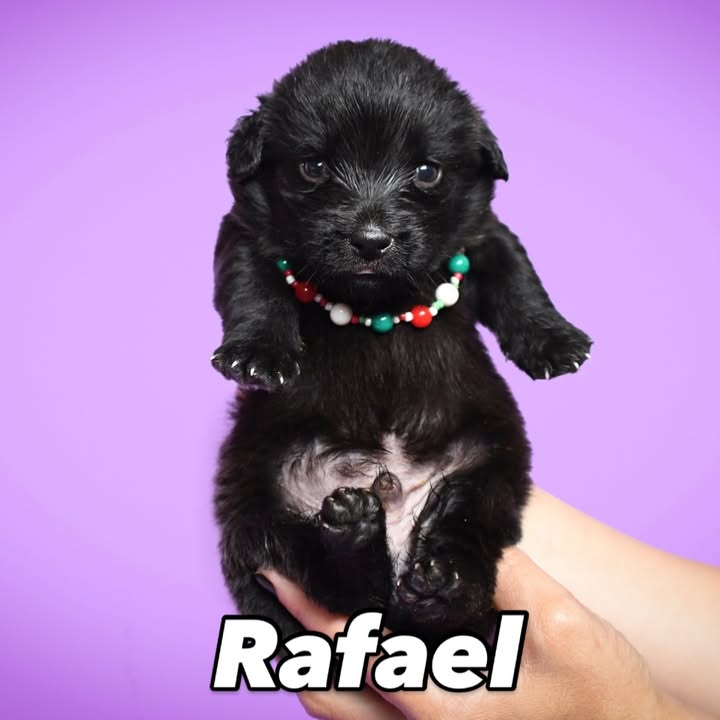 Adopción de cachorros de 1 mes en Bogotá 