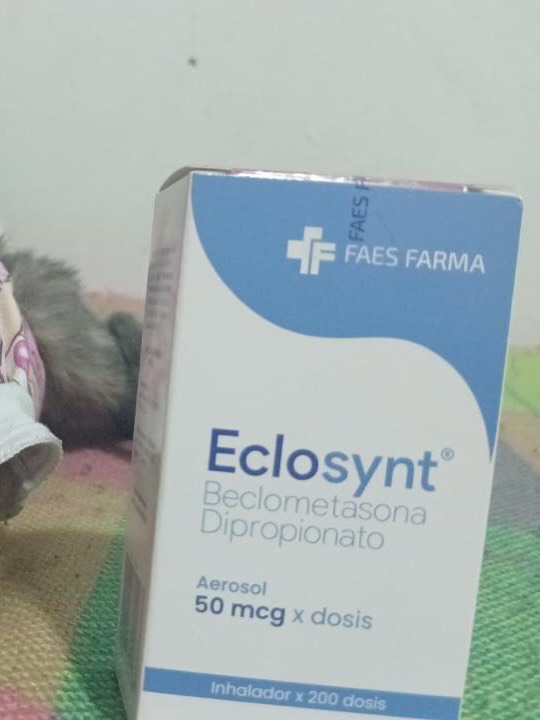 Gata en adopción en Pereira, Risaralda 