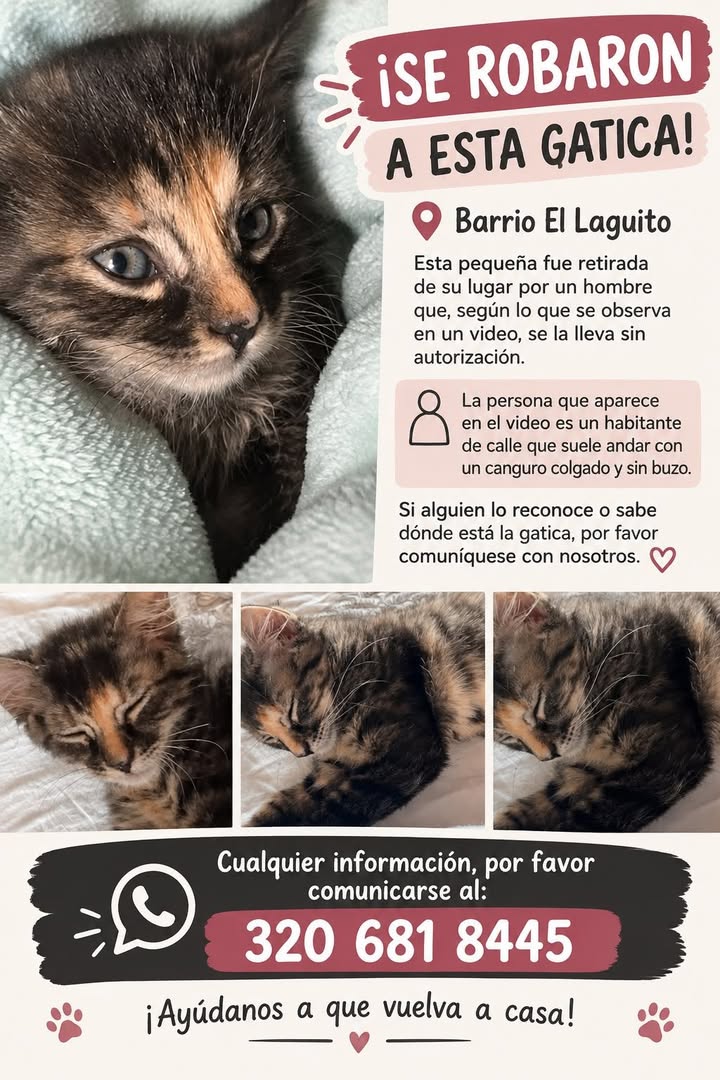 Gatica robada en Tuluá 
