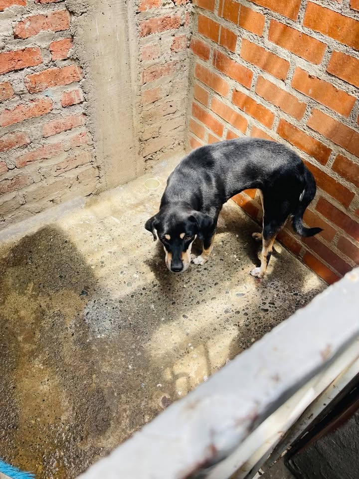 Perra busca hogar amoroso en Tuluá, Valle - Adopción 