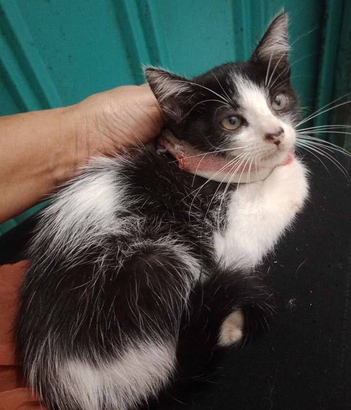 Perrita Busca Hogar en Pereira 