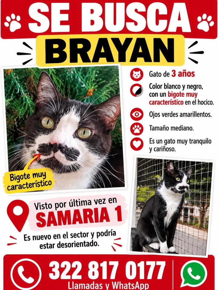 Se busca gato Brayan en Pereira 