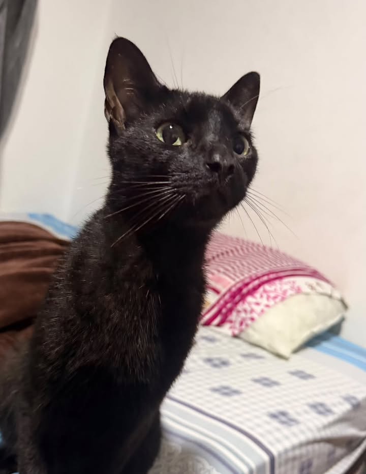 Gato negro busca hogar en Pereira 