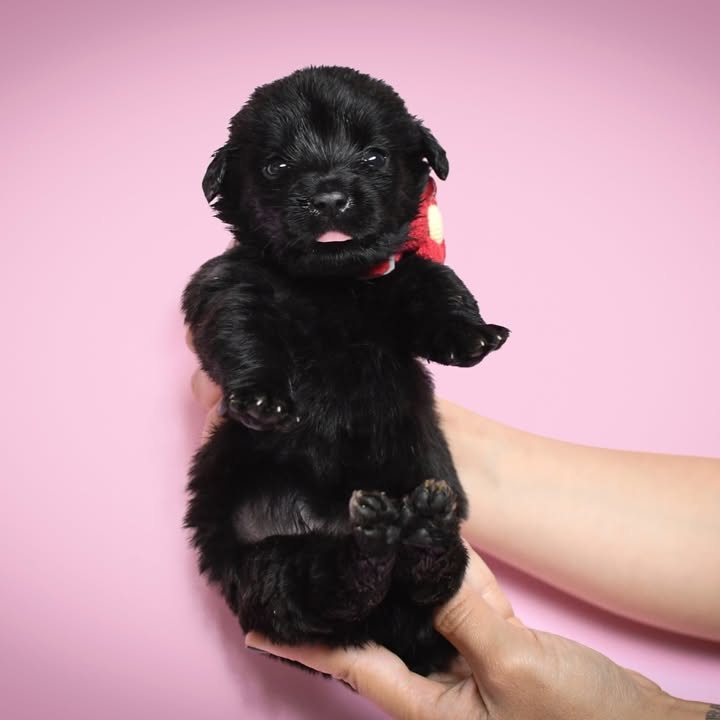 Adopción de cachorros de 1 mes en Bogotá 