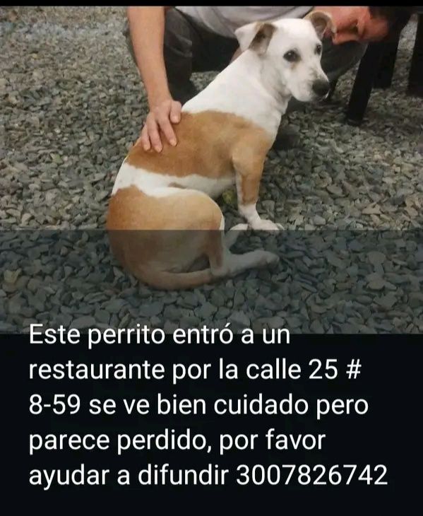 Perro perdido en Tuluá 