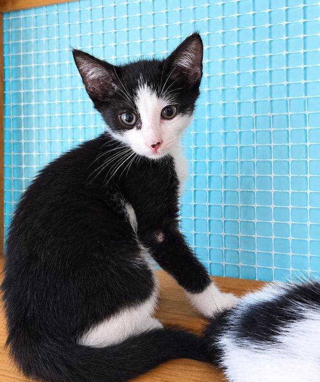 Gatito negro y blanco juguetón busca hogar 