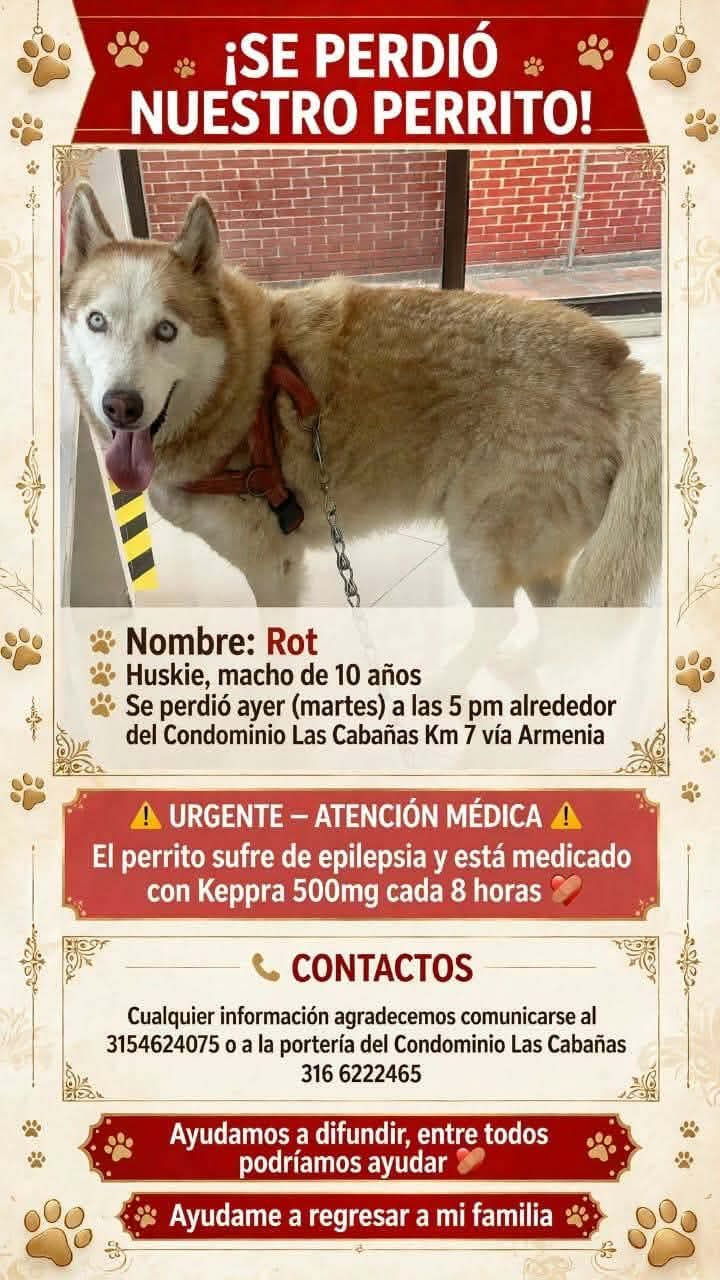 Perro Husky Perdido en Pereira 