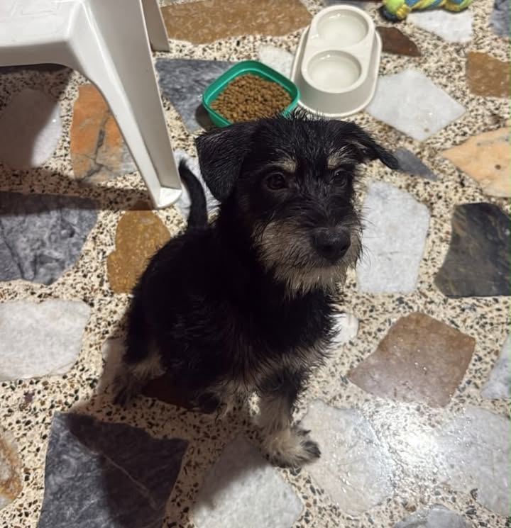 Perro juguetón y mimado busca hogar en Pereira, Risaralda 