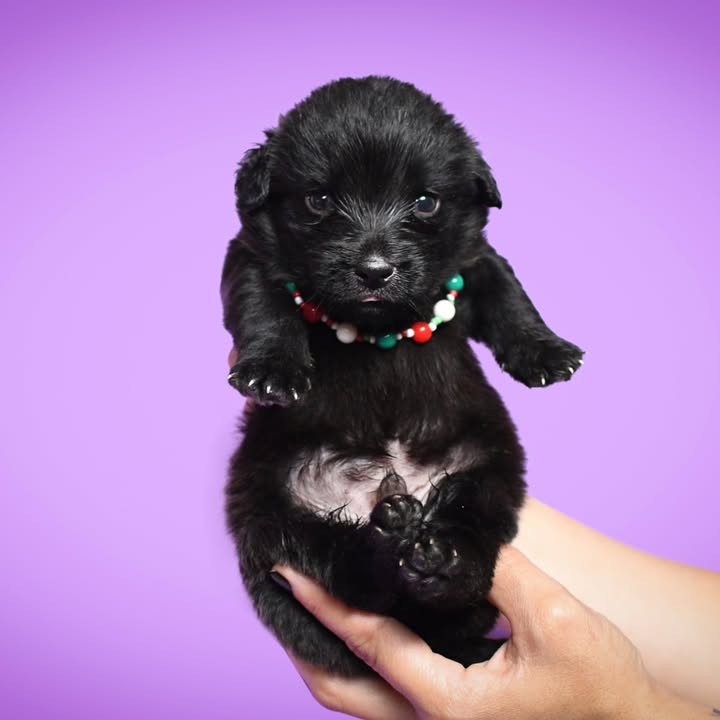 Adopción de cachorros de 1 mes en Bogotá 