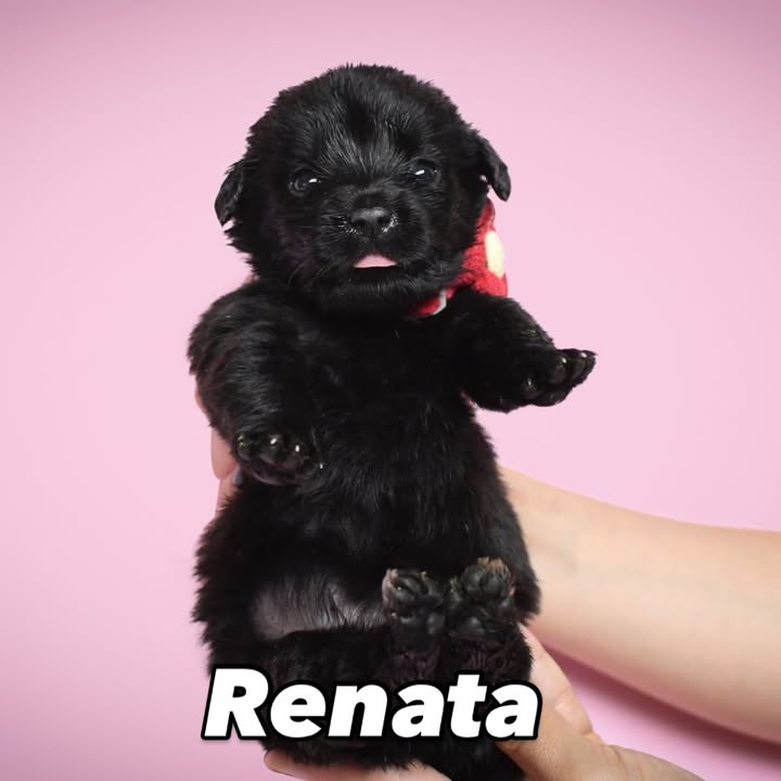 Adopción de cachorros de 1 mes en Bogotá 