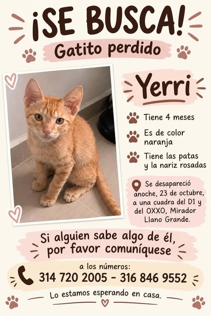 Gatito perdido en Pereira, Risaralda 