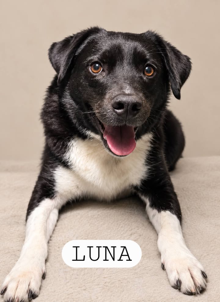 Adopta un perro en Armenia, Quindío: Dale una oportunidad a Luna 