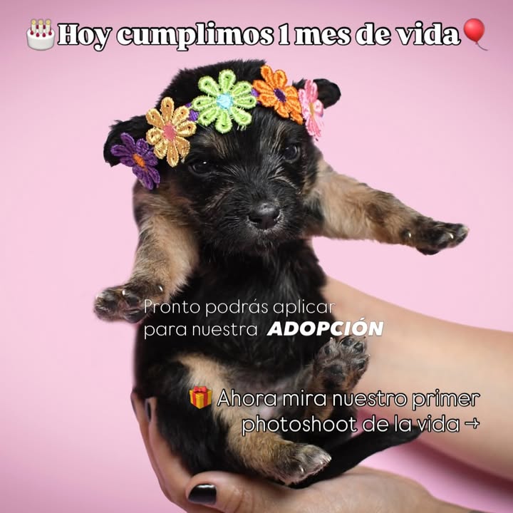 Adopción de cachorros de 1 mes en Bogotá 