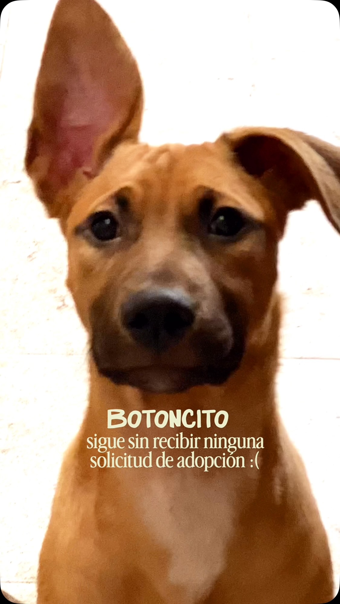Botoncito, perro de tamaño mediano-grande en adopción en Bogotá, Colombia 
