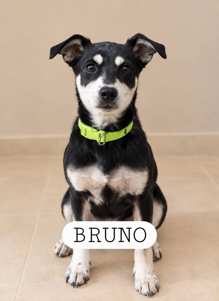 Adopta un perro en Armenia, Quindío: Dale una oportunidad a Luna 