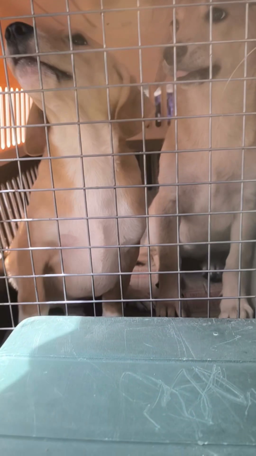 Jornada de adopción de perros en Bogotá 