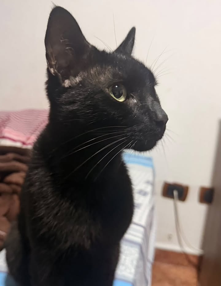 Gato negro busca hogar en Pereira 
