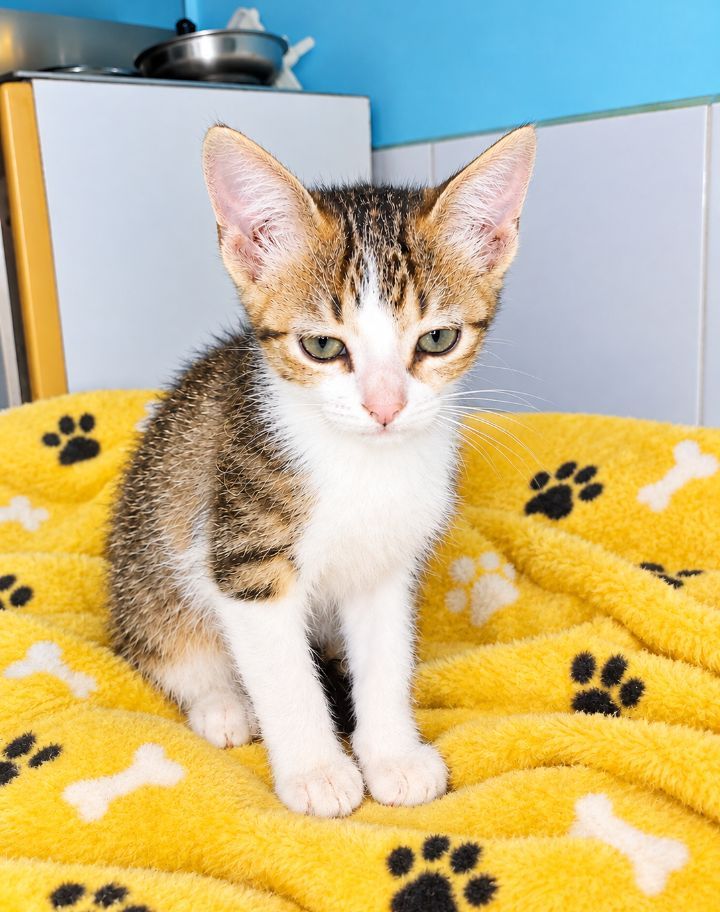 Gatito perdido en Neira, Caldas 