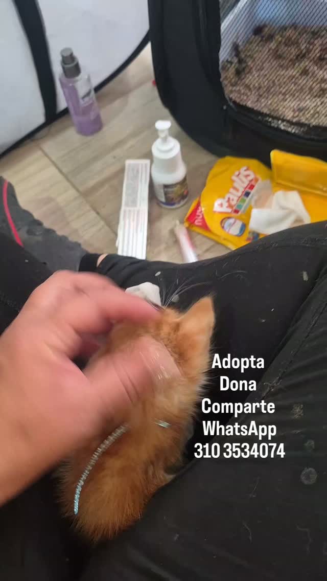 Adopta Dona Gato Naranja Bogotá 
