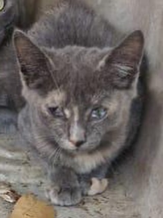 Gata en adopción en Pereira, Risaralda 