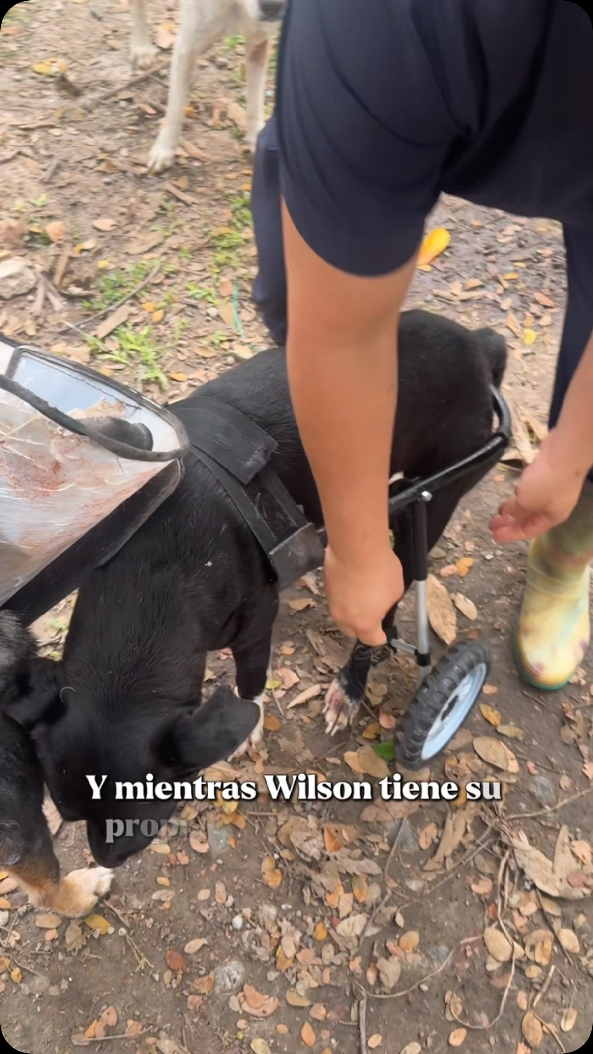 Perro en adopción con discapacidad 