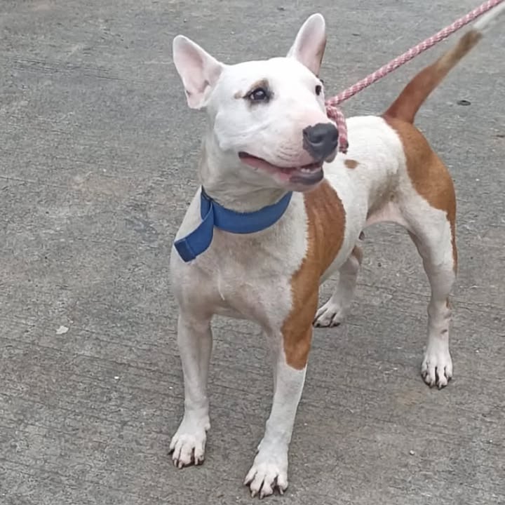 Perra joven en adopción en Pereira, Risaralda 