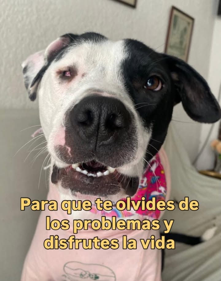 Adopta a Alegría, una perrita juguetona y amorosa en Bogotá 