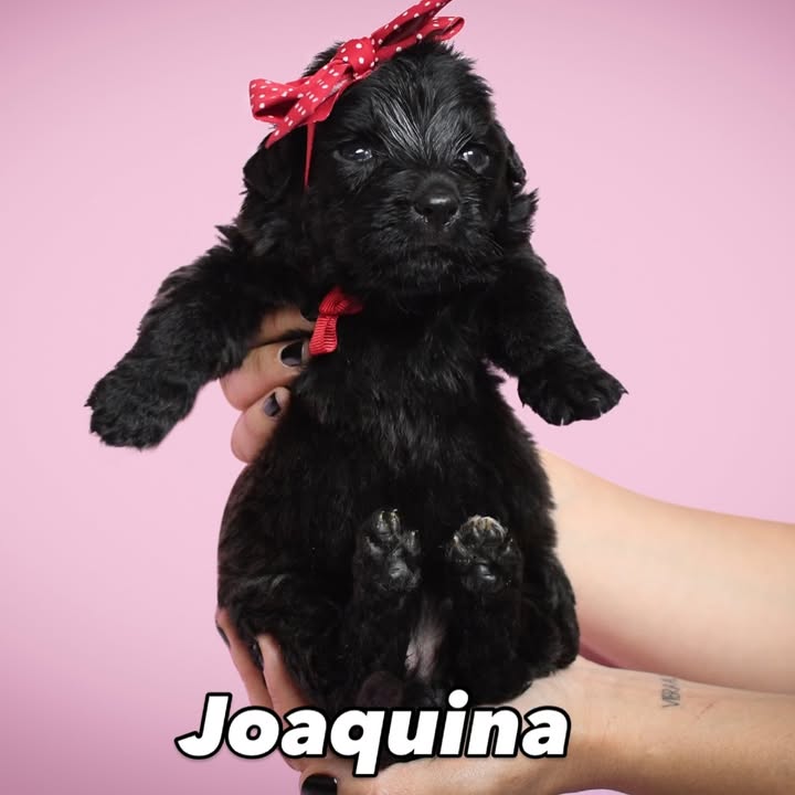 Adopción de cachorros de 1 mes en Bogotá 