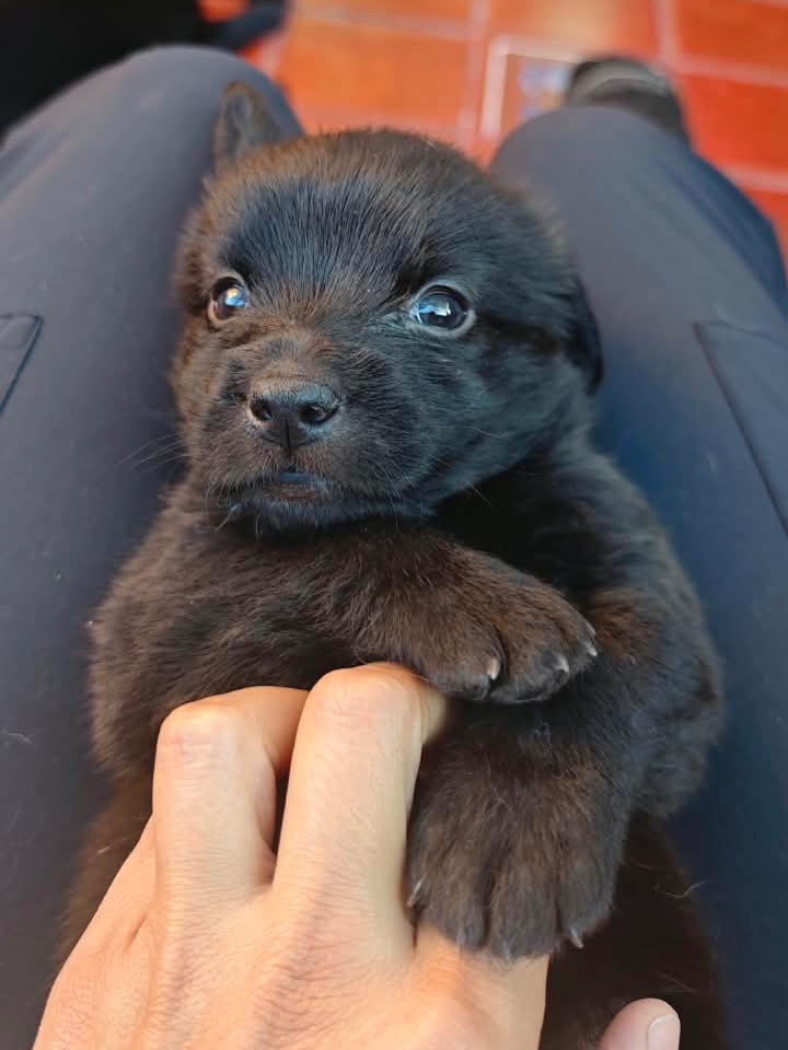 Adopta a Rafael: Cachorro mestizo, 1 mes, tamaño sorpresa en Bogotá 