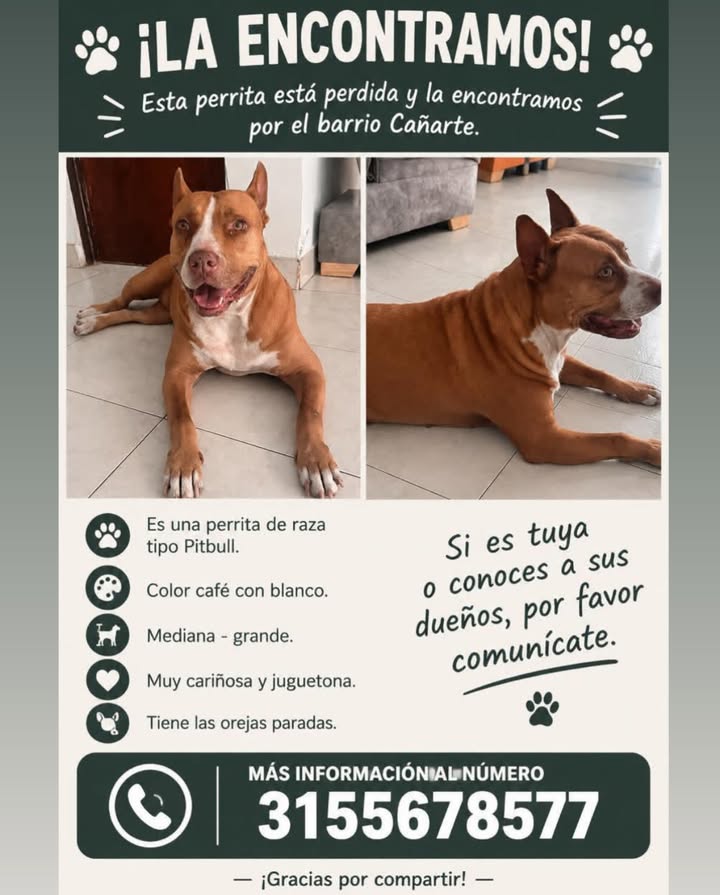 Perra Pitbull encontrada en Pereira 