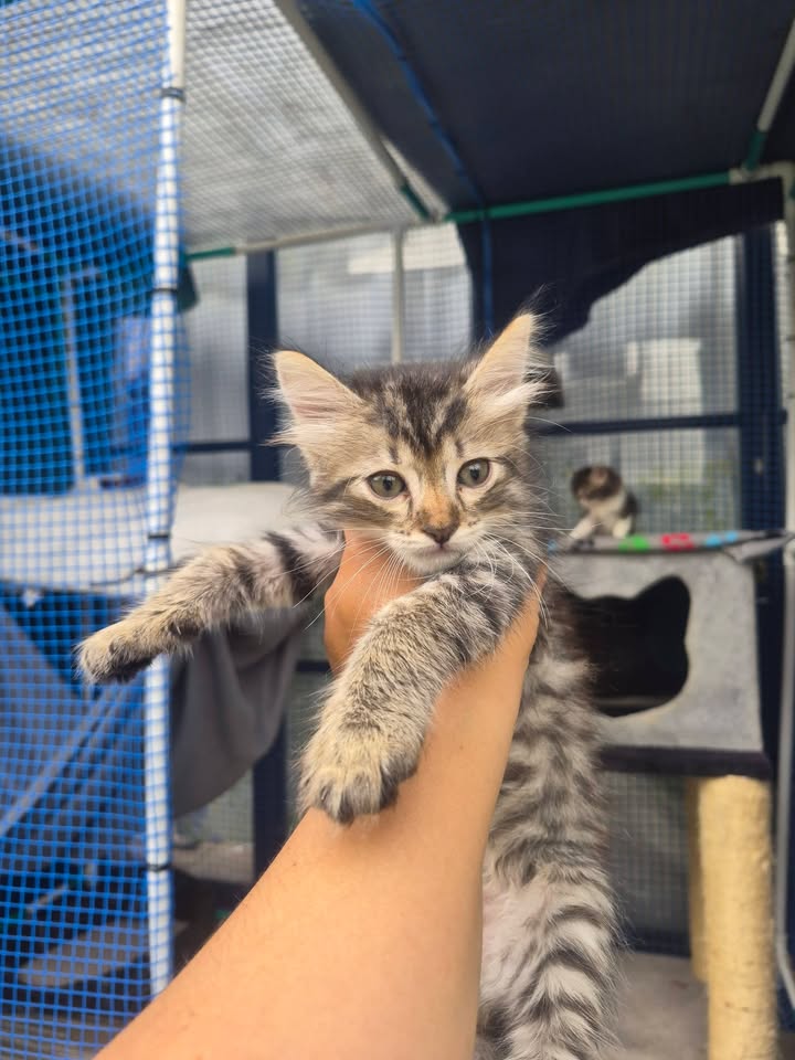 Gatitos en adopción en Bogotá 