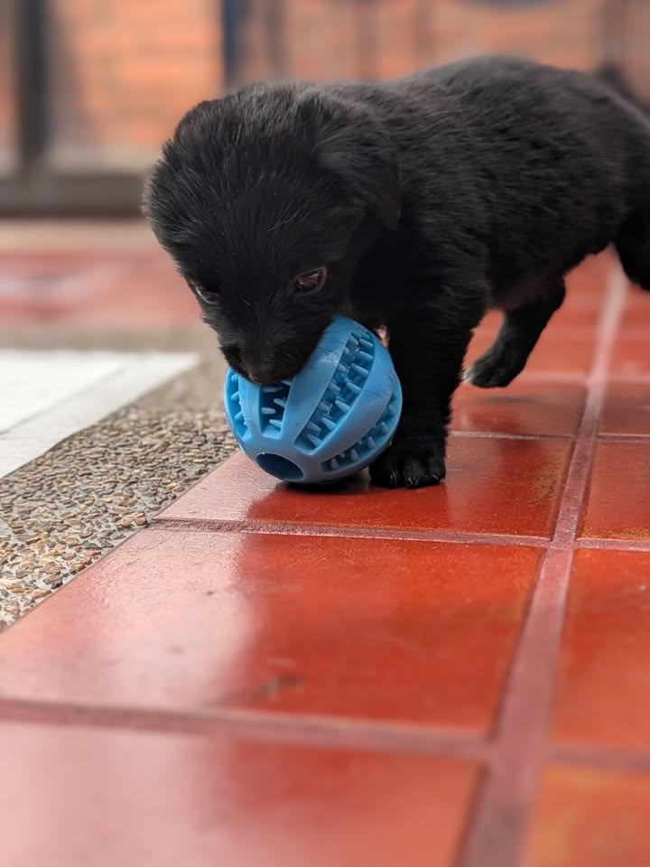 Adopta a Rafael: Cachorro mestizo, 1 mes, tamaño sorpresa en Bogotá 