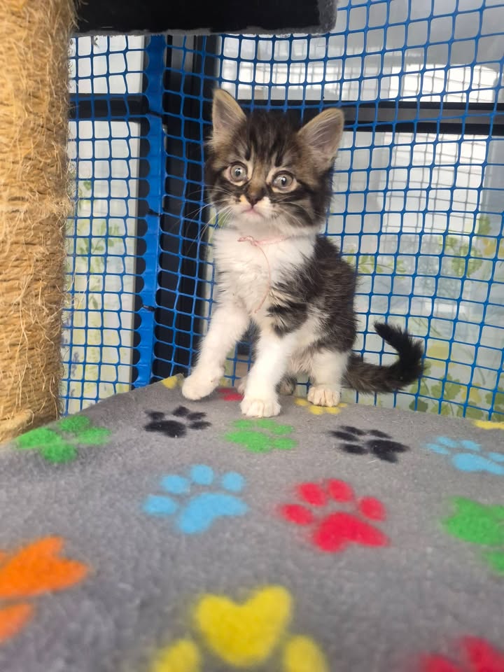Jornada de adopción de cachorros en Bogotá 