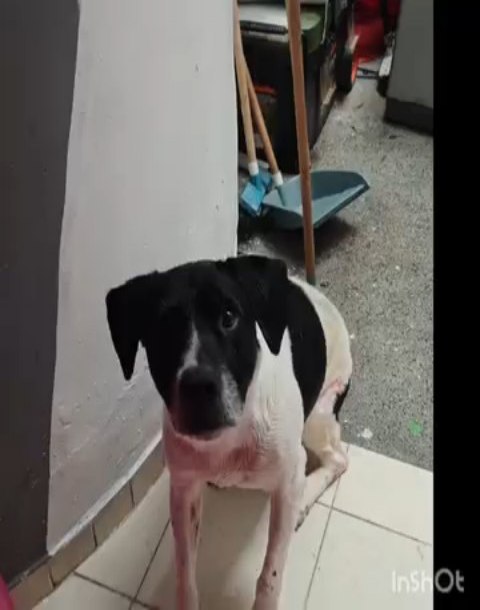 Perro macho noble busca hogar en Pereira 