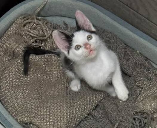 Gaticos en adopción en Pereira 