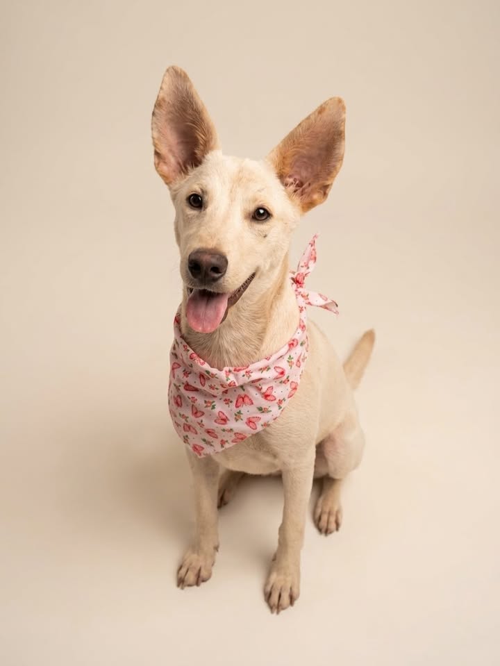Adopta a Jamaica: Cachorra blanca, juguetona y cariñosa busca hogar 