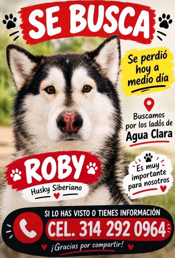 Perro Husky Siberiano Roby se perdió en Tuluá 