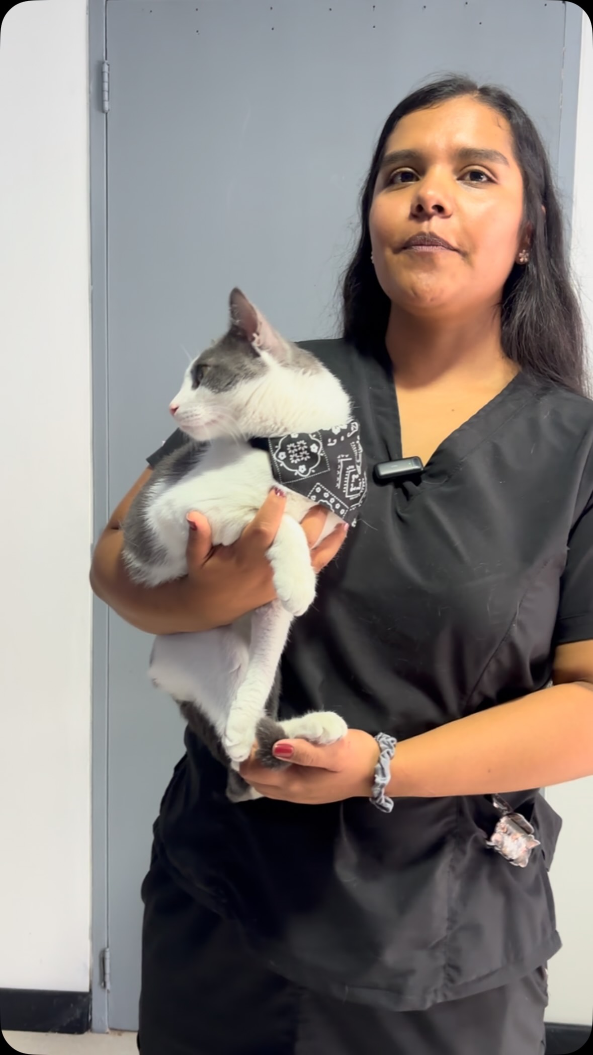 Gato Ekko busca hogar en Pereira 