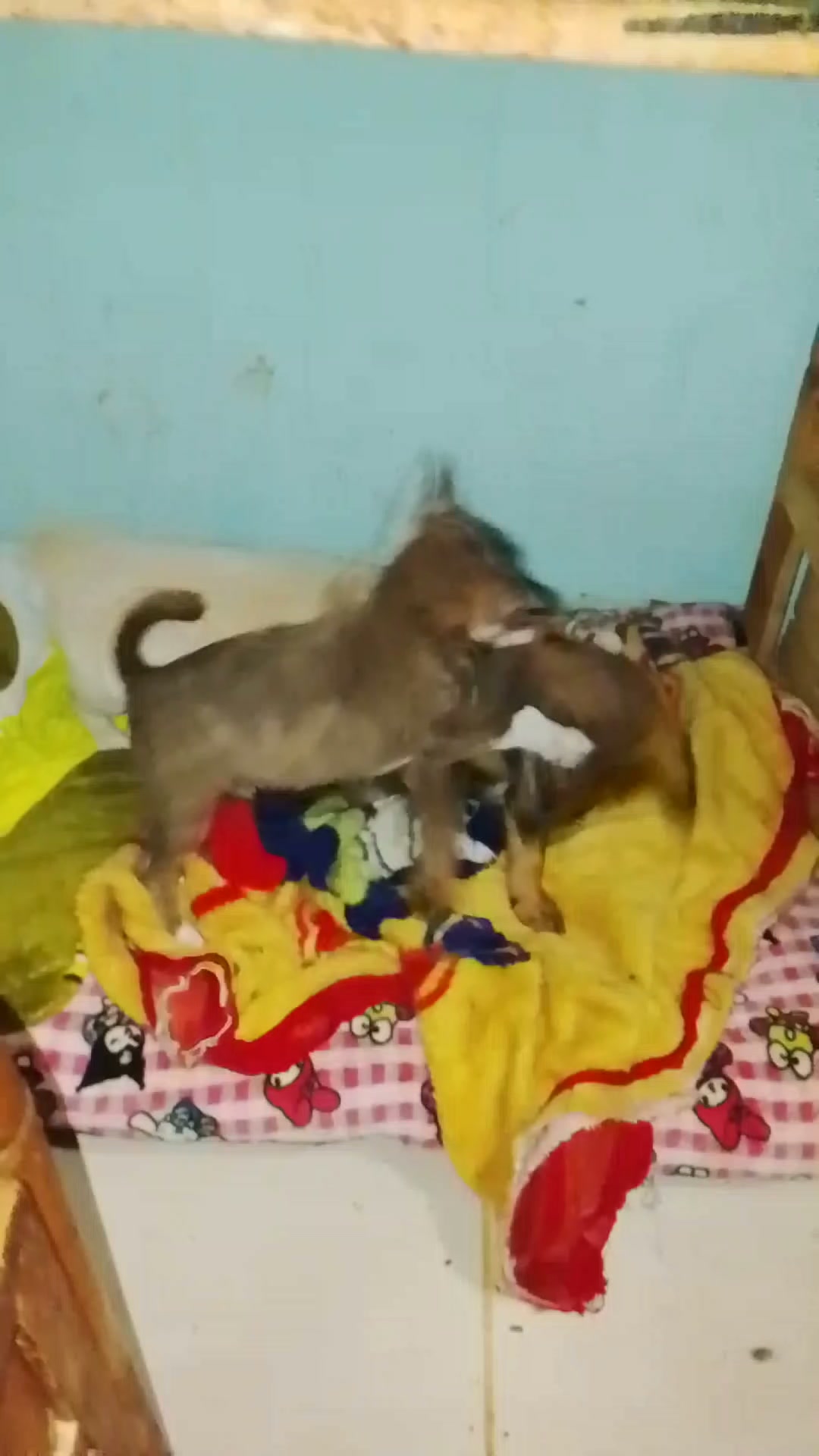 Se buscan padrinos para vacunas de cachorros en Neira, Caldas 
