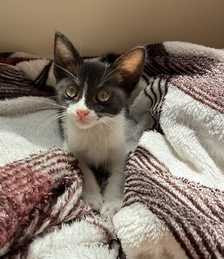Gatica de 2 meses y medio en adopción en Pereira 